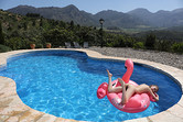 Flamingo photo 9